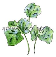M-44 Geranium Leaves